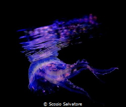 medusa di notte by Scozio Salvatore 